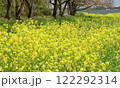 菜の花 122292314