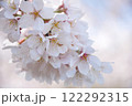 桜 122292315
