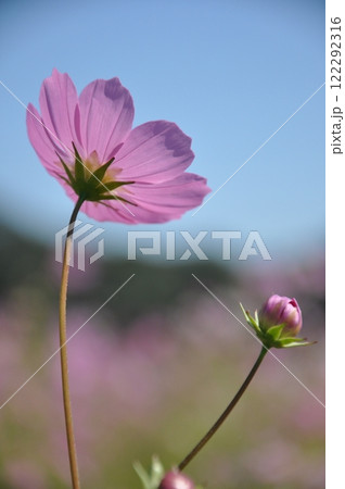 コスモス3 122292316