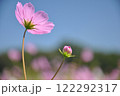 コスモス2 122292317