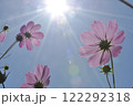 コスモス1 122292318