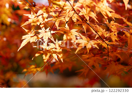 湖東三山　西明寺庭園　紅葉（もみじ）　秋のイメージ 122292330