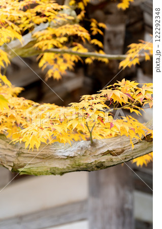 湖東三山　西明寺　境内　紅葉（もみじ）　秋のイメージ 122292348