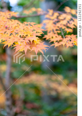 湖東三山　西明寺　境内　紅葉（もみじ）　秋のイメージ 122292351