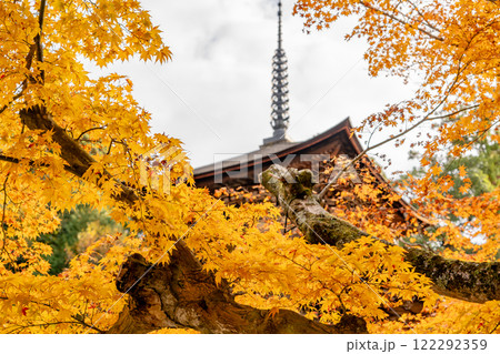 湖東三山　西明寺　国宝三重塔　紅葉（もみじ）　秋のイメージ 122292359