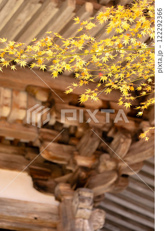 湖東三山　西明寺　境内　紅葉（もみじ）　秋のイメージ 122292366