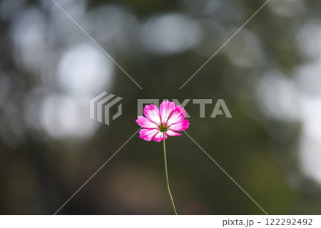 季節の日差しを浴びて輝く秋の花コスモス 122292492
