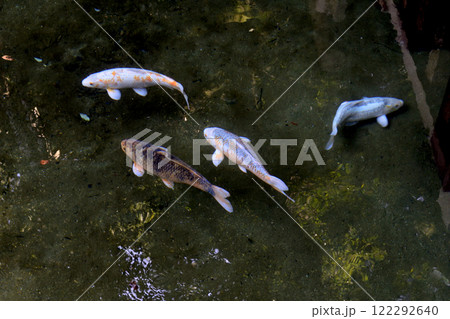 鹿島神宮　御手洗池の神鯉 122292640