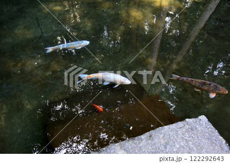鹿島神宮 御手洗池の神鯉 鹿島神宮 御手洗池の神鯉 122292643