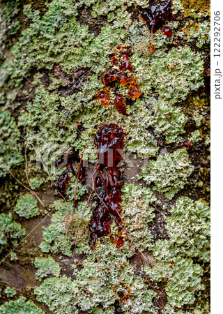 green and gray moss on old fruit tree trunk bark. green and gray moss on old fruit tree trunk bark. 122292706