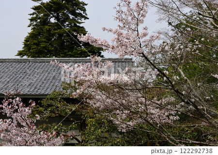 修学院離宮 田園風景と桜 修学院離宮 田園風景と桜 122292738