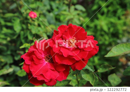 荒尾市 おもやい市民花壇 バラの花、 荒尾市 おもやい市民花壇 バラの花、 122292772