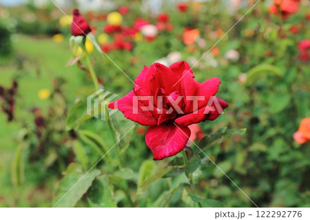 荒尾市 おもやい市民花壇 バラの花、 荒尾市 おもやい市民花壇 バラの花、 122292776
