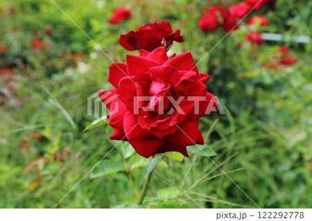 荒尾市 おもやい市民花壇 バラの花、 荒尾市 おもやい市民花壇 バラの花、 122292778