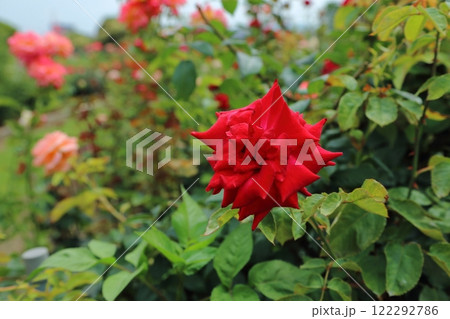 荒尾市 おもやい市民花壇 バラの花、 荒尾市 おもやい市民花壇 バラの花、 122292786