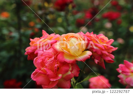 荒尾市 おもやい市民花壇 バラの花、 荒尾市 おもやい市民花壇 バラの花、 122292787