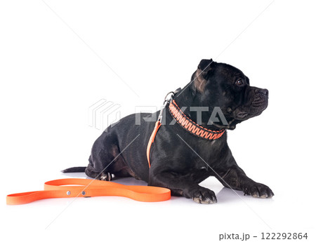 staffordshire bull terrier 122292864
