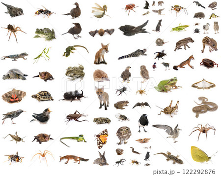 european wildlife in studio 122292876