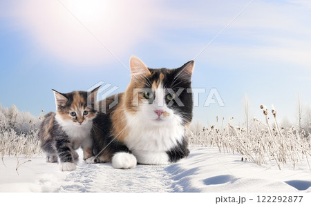 young Kurilian Bobtail and mother 122292877