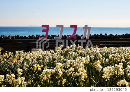 海辺の公園に咲く水仙 海辺の公園に咲く水仙 122293046