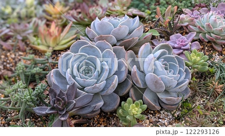 多肉植物 122293126