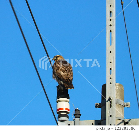 田舎道の電柱に止まる猛禽類　冬の日 122293386