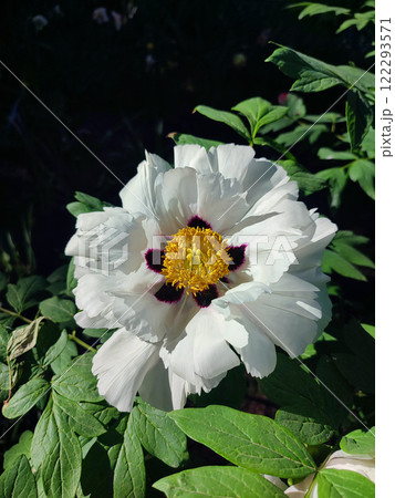 Beautiful large white tree peony flower. Blooming Tree peony flower with large white petals, yellow stamens and green leaves on a sunny day. Spring flowers blooming. Floriculture. Flowerbed in bloom. 122293571