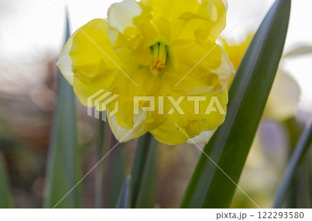 Large large yellow narcissus flower on green stem with green leaves growing in black ground on sunny spring day. Cultivated varietal flower daffodil. Blooming flower, petals and stamens. Plants nature Large large yellow narcissus flower on green stem with green leaves growing in black ground on sunny spring day. Cultivated varietal flower daffodil. Blooming flower, petals and stamens. Plants nature 122293580
