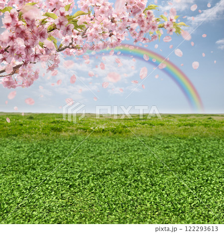 河津桜が咲き花吹雪が舞う、草原と虹の青空 122293613