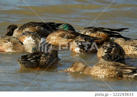 ハシビロガモ 122293633