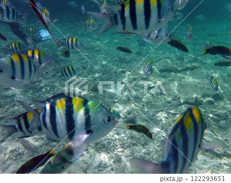 南国の熱帯魚 南国の熱帯魚 122293651