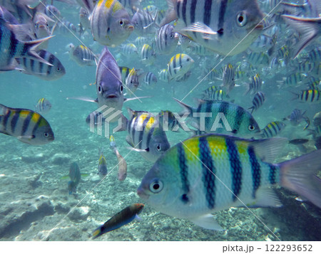 南国の熱帯魚 南国の熱帯魚 122293652