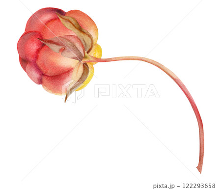 Cloudberry raspberry sloe fruit with leaves petals on receptacle stalk hand drawn in watercolor, red ripe forest berry dewberry mulberry loganberry boysenberry. Botanical isolated element illustration Cloudberry raspberry sloe fruit with leaves petals on receptacle stalk hand drawn in watercolor, red ripe forest berry dewberry mulberry loganberry boysenberry. Botanical isolated element illustration 122293658