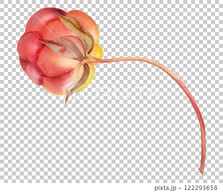 Cloudberry raspberry sloe fruit with leaves petals on receptacle stalk hand drawn in watercolor, red ripe forest berry dewberry mulberry loganberry boysenberry. Botanical isolated element illustration Cloudberry raspberry sloe fruit with leaves petals on receptacle stalk hand drawn in watercolor, red ripe forest berry dewberry mulberry loganberry boysenberry. Botanical isolated element illustration 122293658