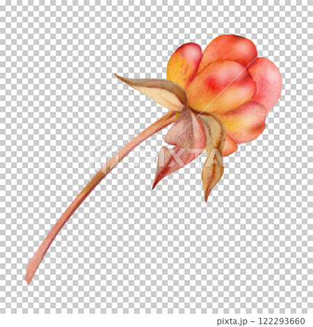 Cloudberry raspberry sloe fruit on receptacle stalk with leaves petals, watercolor hand drawn, red ripe forest berry loganberry boysenberry dewberry mulberry. Botanical isolated element illustration 122293660