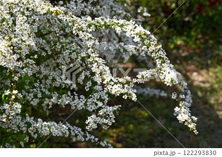 ユキヤナギ（雪柳） 122293830