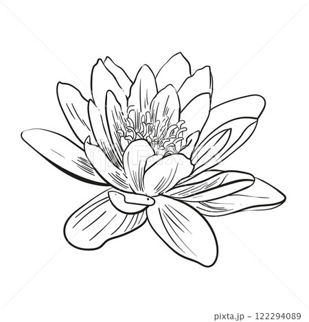 Water lily. Lotus flower etching style vector. Line drawing. For web, logos, etc. Water lily. Lotus flower etching style vector. Line drawing. For web, logos, etc. 122294089