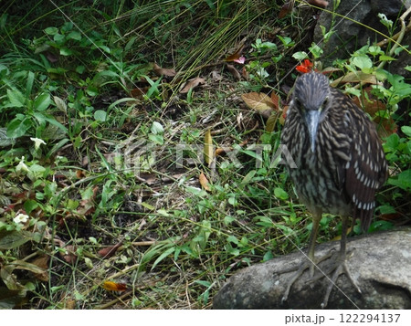 ゴイサギ 122294137