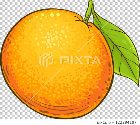 Grapefruit Fruit  with leaf Colored Detailed Illustration. 122294187