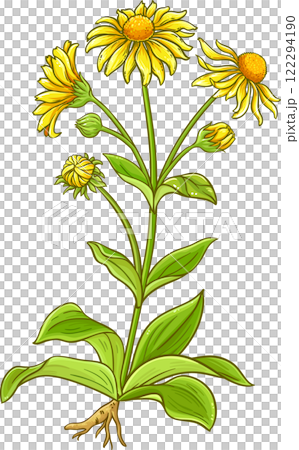 Arnica Plant with Flowers and Leaves Colored Detailed Illustration. Arnica Plant with Flowers and Leaves Colored Detailed Illustration. 122294190