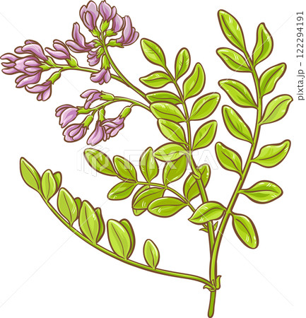 Astragalus Branch Plant with Flowers Colored Detailed Illustration Astragalus Branch Plant with Flowers Colored Detailed Illustration 122294191