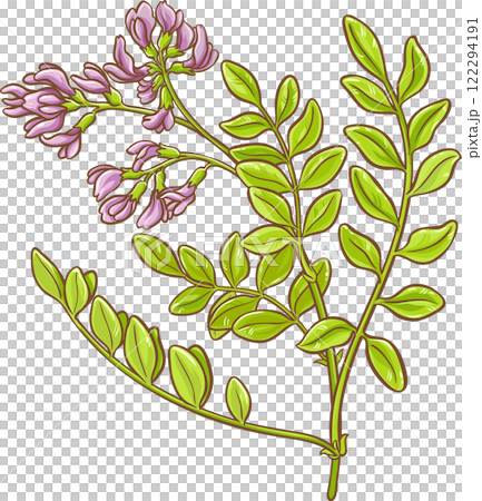 Astragalus Branch Plant with Flowers Colored Detailed Illustration Astragalus Branch Plant with Flowers Colored Detailed Illustration 122294191