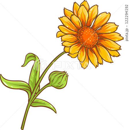 Calendula Plant with Flowers  and Leaves Colored Detailed Illustration Calendula Plant with Flowers  and Leaves Colored Detailed Illustration 122294192