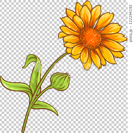 Calendula Plant with Flowers  and Leaves Colored Detailed Illustration Calendula Plant with Flowers  and Leaves Colored Detailed Illustration 122294192