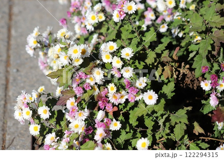 冬の庭に咲く白とピンク色の小菊の花 冬の庭に咲く白とピンク色の小菊の花 122294315