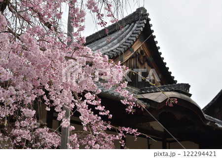 醍醐寺三宝院のしだれ桜(京都市伏見区) 醍醐寺三宝院のしだれ桜(京都市伏見区) 122294421