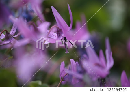 カタクリの花 122294795