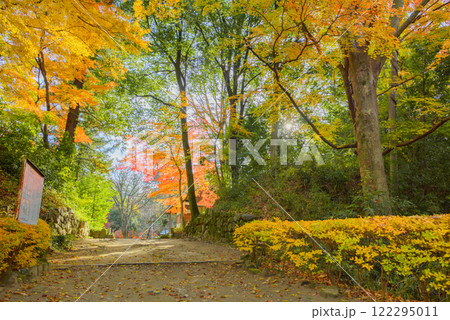 【武田神社】紅葉する庭園【躑躅ヶ崎館跡】 【武田神社】紅葉する庭園【躑躅ヶ崎館跡】 122295011