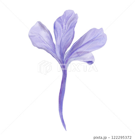 Hand drawn watercolor Floral decorative flower. Plumbago auriculata .Cape Leadwort. drawings. isolated on white background. Botanical Illustrations. 122295372