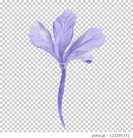 Hand drawn watercolor Floral decorative flower. Plumbago auriculata .Cape Leadwort. drawings. isolated on white background. Botanical Illustrations. 122295372